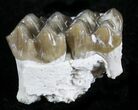 Oligocene Ruminant (Leptomeryx) Jaw Section #25089-1